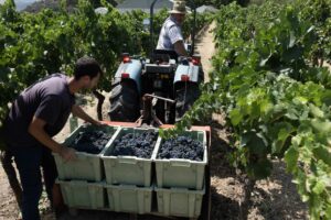 Trabajos en la bodega Schatz.