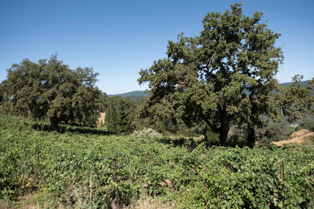 Viñedos situados junto a la bodega.