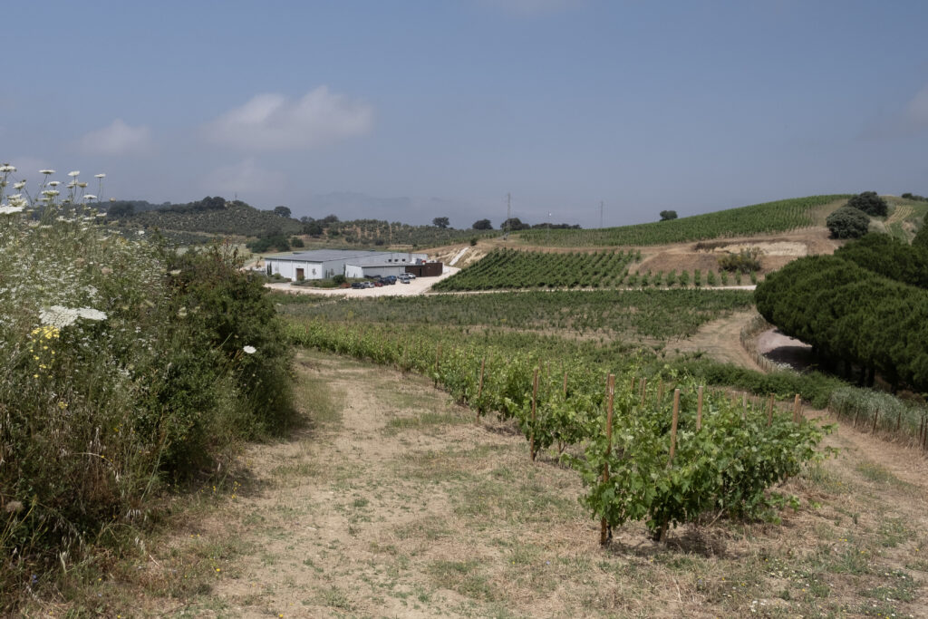 La nueva bodega está situada en las proximidades de Acinipo.