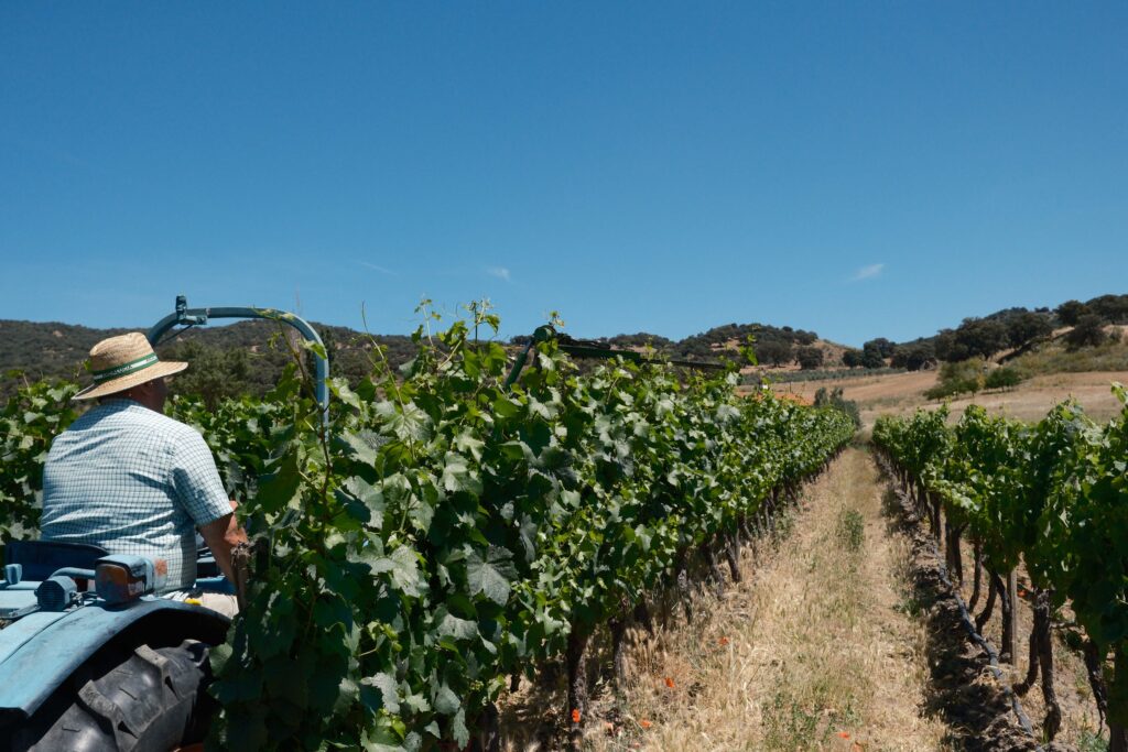 La bodega cuenta con tres hectáreas de viñedos desde su creación.