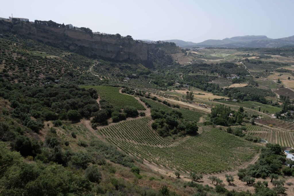 Los viñedos se encuentran enclavados en la Hoya del Tajo.