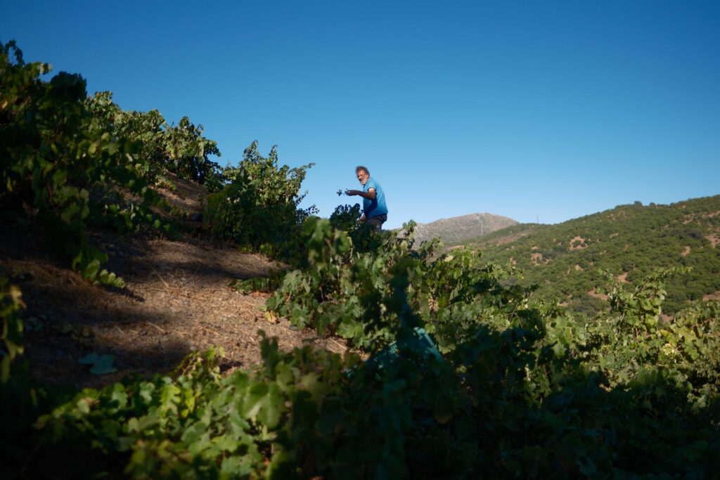 El Valle del Genal tenía amplias extensiones de viñedos.