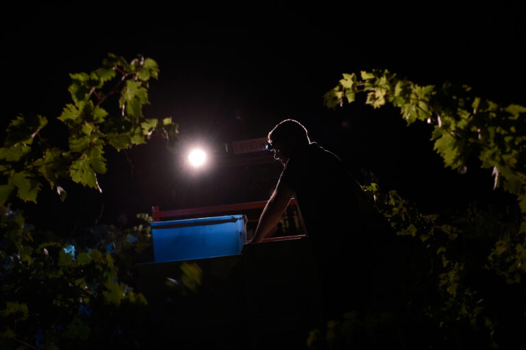 Muchas bodegas realizan la vendimia durante la noche.